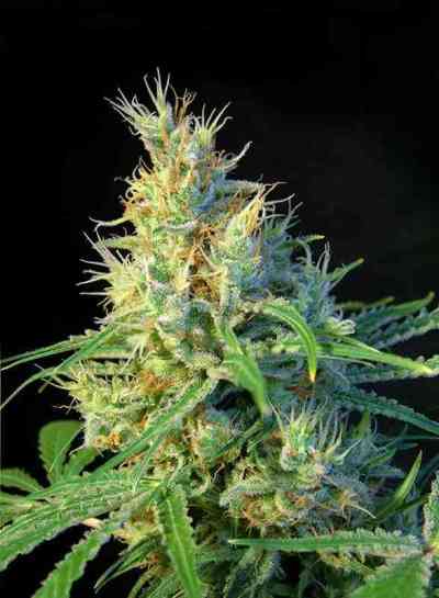 Psicodelicia > Sweet Seeds | Feminized Marijuana   |  Sativa