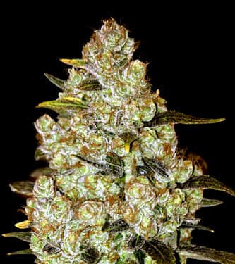 Psychedelic > Bulk Seed Bank | Feminisierte Hanfsamen  |  Indica