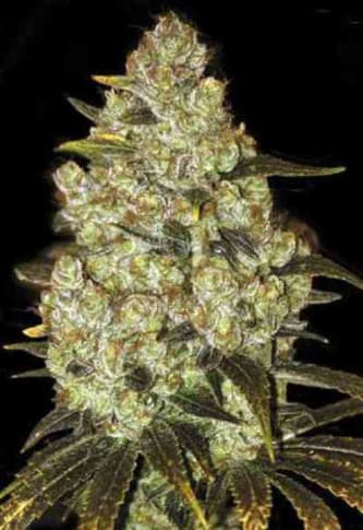 Psychedelic > Bulk Seed Bank | Semillas feminizadas  |  Índica