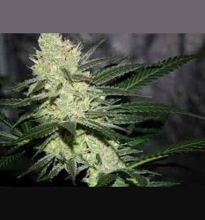 Pucker Punch Seed > Jinxproof Genetics | Regular Marijuana   |  Sativa