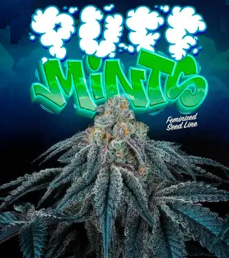 Puff Mints > Perfect Tree | Graines Féminisées  |  Indica