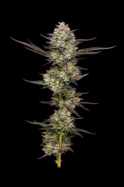 Puff Pastry Samen > Humboldt Seed Company | Feminisierte Hanfsamen  |  Sativa