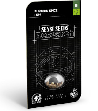 Pumpkin Spice > Sensi Seeds | Feminisierte Hanfsamen  |  Hybrid