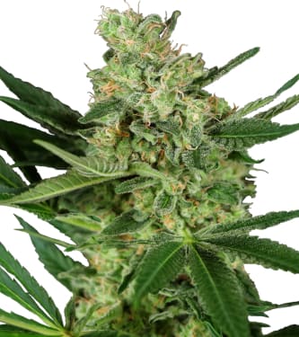 Pumpkin Spice > Sensi Seeds | Feminized Marijuana   |  hybrid