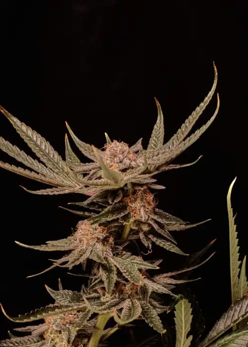 Punch & Cookies Seed > Mamiko Seeds | Feminized Cannabis   |  Indica