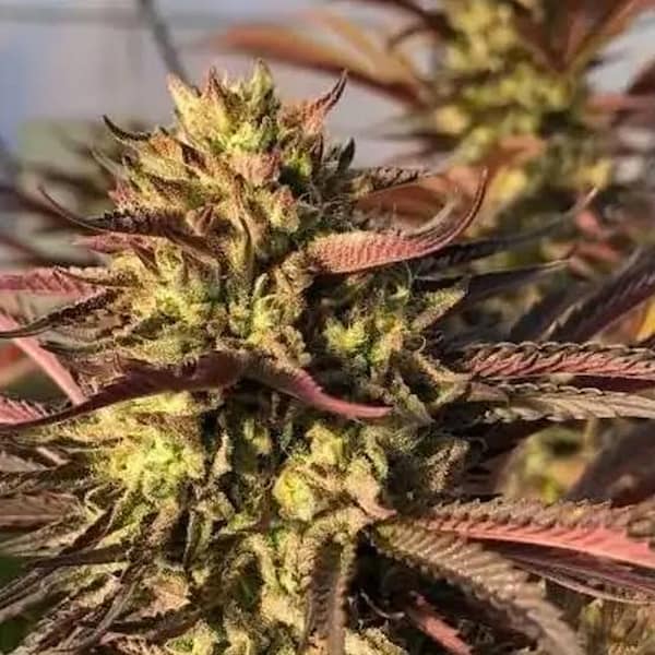 Punch & Cookies Seed > Mamiko Seeds | Feminized Cannabis   |  Indica