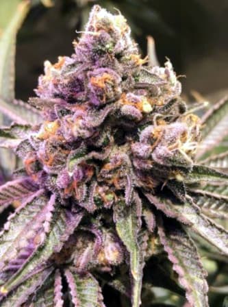 Punch the Cake > The Plug Seedbank | Feminized Marijuana   |  hybrid