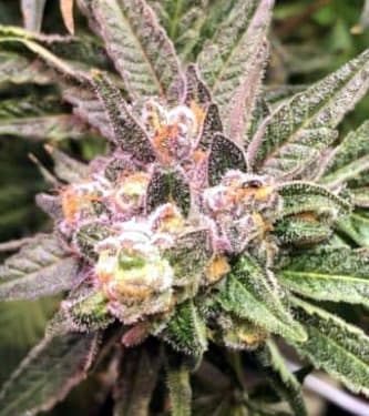 Punch the Cake > The Plug Seedbank | Feminized Marijuana   |  hybrid