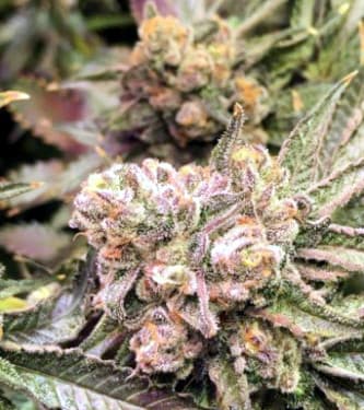 Punch the Cake > The Plug Seedbank | Feminized Marijuana   |  hybrid