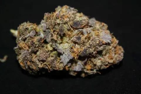 Purple Dream Auto Samen > Kannabia Seeds | Autoflowering Hanfsamen  |  Indica