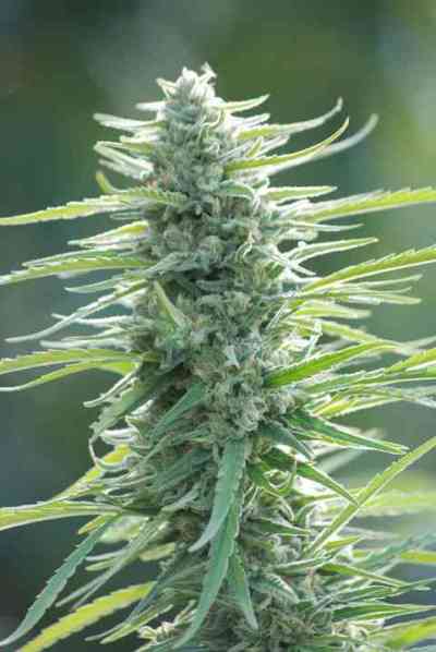 Pure Africa > Original Sensible Seeds | Feminized Marijuana   |  Sativa