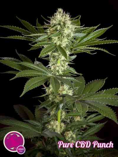 Pure CBD Punch > Philosopher Seeds | Semillas CBD  |  Sativa