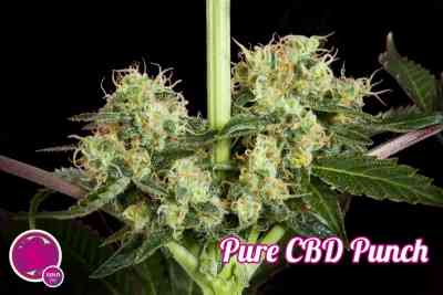 Pure CBD Punch > Philosopher Seeds | Medizinische Hanfsamen (CBD)  |  Sativa