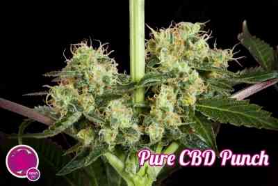 Pure CBD Punch > Philosopher Seeds | CBD cannabis seeds  |  Sativa