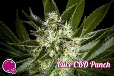 Pure CBD Punch > Philosopher Seeds | Semillas CBD  |  Sativa