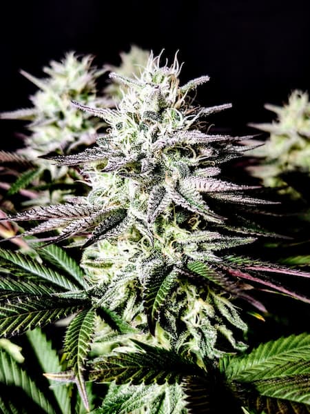 Pure Ice Cream Seed > Pure Instinto | Feminized Cannabis   |  Indica