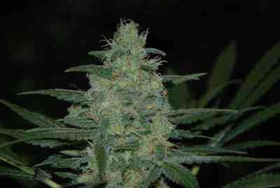 Pure Kush > Original Sensible Seeds | Feminisierte Hanfsamen  |  Indica