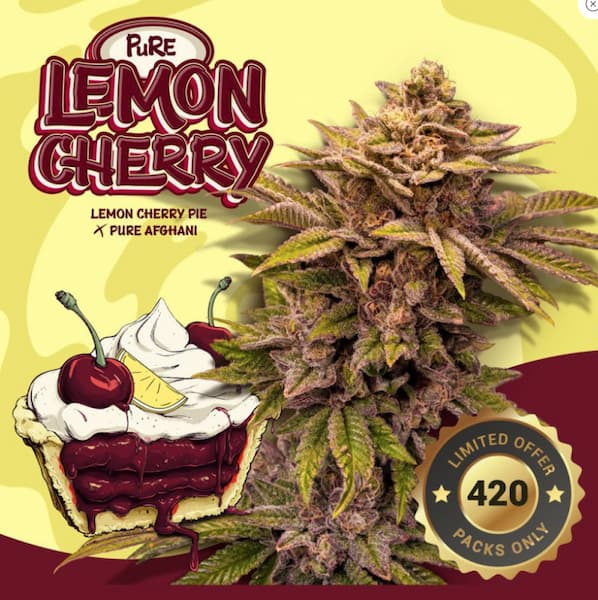 Pure Lemon Cherry semilla > T.H. Seeds | Semillas feminizadas  |  Sativa