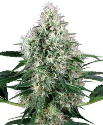 Pure Power Plant Automatic > White Label Seeds | Autoflowering Cannabis   |  Hybrid