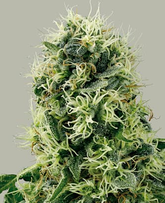 Pure Power Plant Automatic > White Label Seeds | Autoflowering Cannabis   |  Hybrid