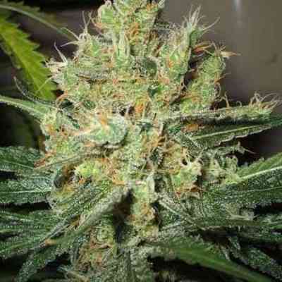 PPP > Nirvana | Feminized Marijuana   |  hybrid