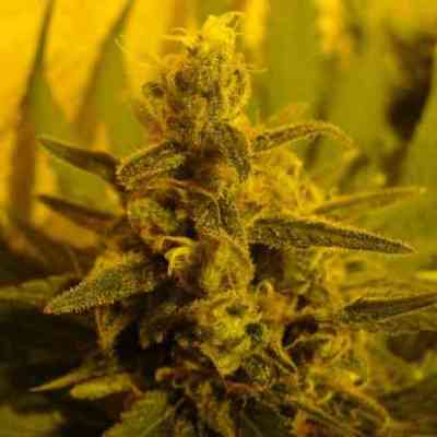 PPP > Nirvana | Feminized Marijuana   |  hybrid