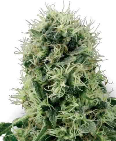 Power Plant > White Label Seeds | Feminized Marijuana   |  Indica