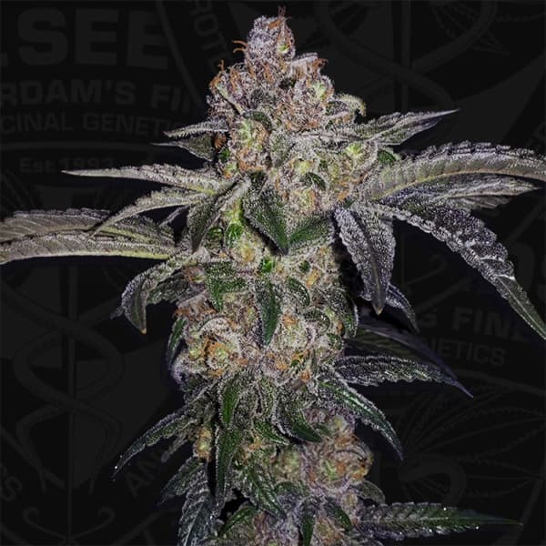Pure Runtzy Seed > TH Seeds | Feminized Cannabis   |  Hybrid