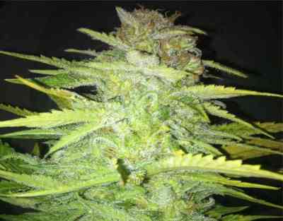 Puro Hachis > Kaya Spain Quality | Feminized Marijuana   |  Indica