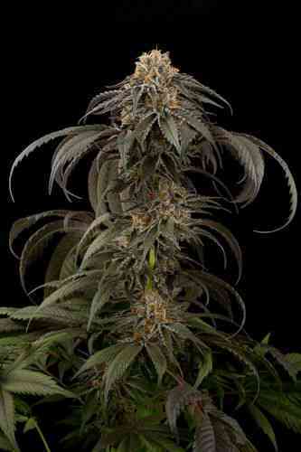 Purple Afghan Kush > Dinafem Seeds