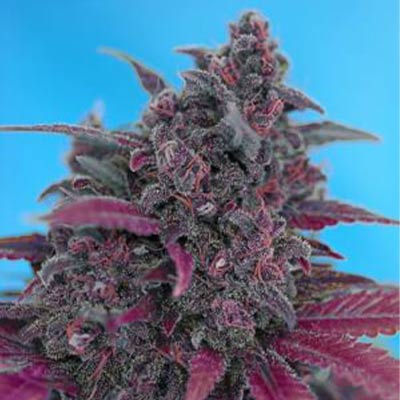 Purple Afghan Kush Ryder > World of Seeds | Autoflowering Cannabis   |  Hybrid