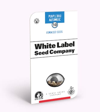 Purple Bud Automatic > White Label Seeds | Autoflowering Cannabis   |  Indica