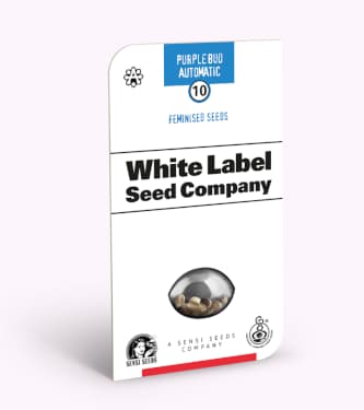 Purple Bud Automatic > White Label Seeds | Graines Autofloraison  |  Indica