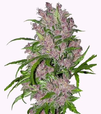 Purple Bud Automatic > White Label Seeds | Autoflowering Hanfsamen  |  Indica