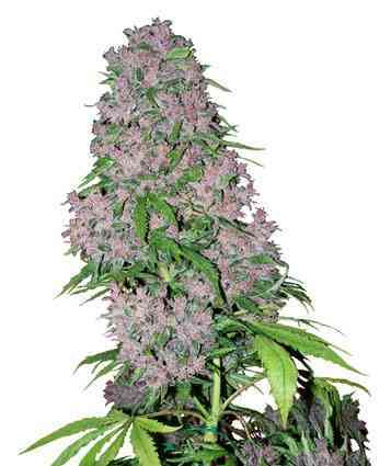 Purple Bud > White Label Seeds