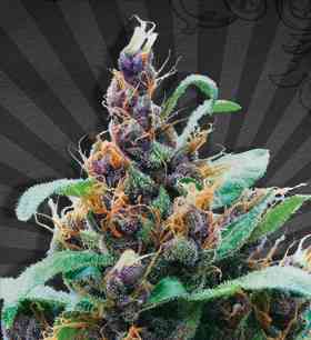 Purple Stilton > Auto Seeds | Autoflowering Cannabis   |  Indica