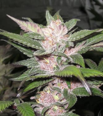 Purple Chem > The Cali Connection | Feminized Marijuana   |  hybrid