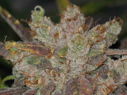 Purple Chem > The Cali Connection | Feminized Marijuana   |  hybrid