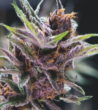 Purple Cherry > Positronics | Graines Féminisées  |  Indica