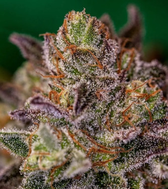 Purple Cherry > Positronics | Feminized Marijuana   |  Indica