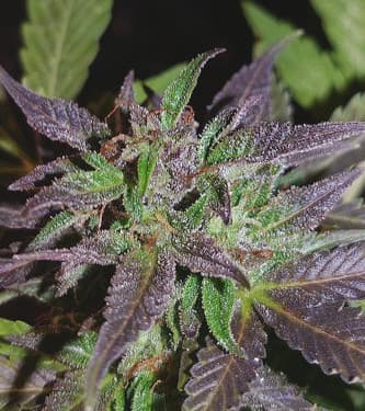 Purple Cherry > Positronics | Feminisierte Hanfsamen  |  Indica