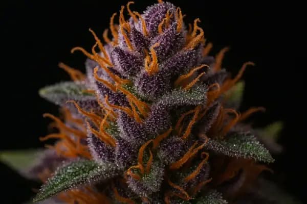 Purple Chocolope Seed > DNA Genetics | Feminized Cannabis   |  Sativa
