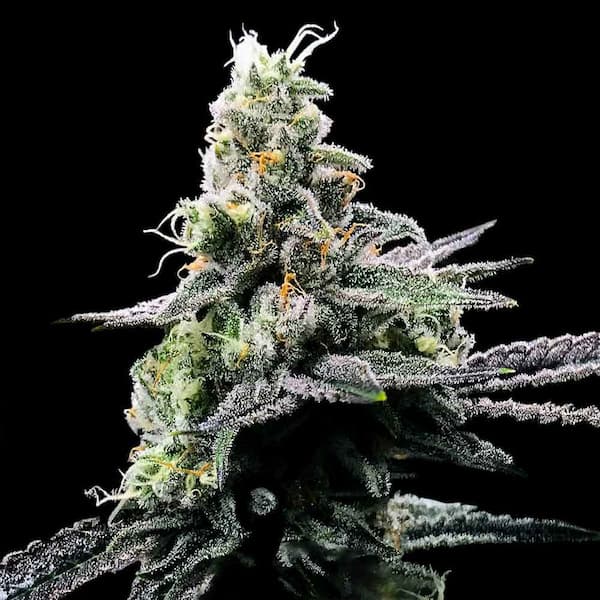 Purple Chocolope Seed > DNA Genetics | Feminized Cannabis   |  Sativa