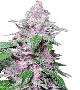 Purple Cookie Kush > Sensi Seeds | Semillas feminizadas  |  Híbrido