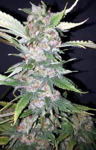 Purple Crack > The Cali Connection | Feminisierte Hanfsamen  |  Hybrid