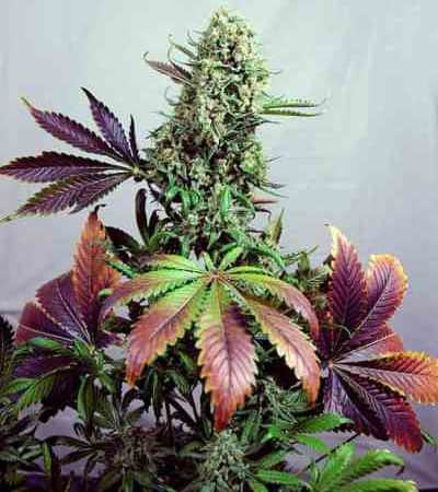 Purple Haze #1 > Positronics | Semillas feminizadas  |  Sativa