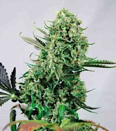 Purple Haze #1 > Positronics | Feminisierte Hanfsamen  |  Sativa