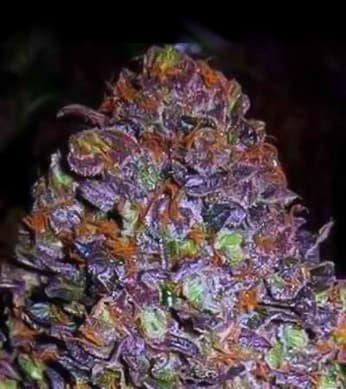 Purple Haze Auto > Original Sensible Seeds | Graines Autofloraison  |  Hybride