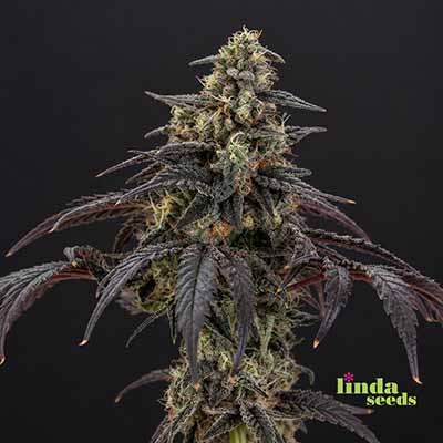 Purple Haze Samen > Linda Seeds | Feminisierte Hanfsamen  |  Sativa