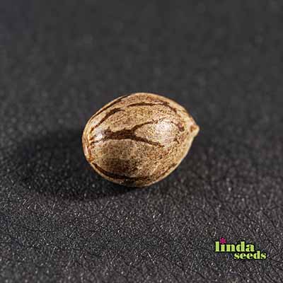 Purple Haze Samen > Linda Seeds | Feminisierte Hanfsamen  |  Sativa